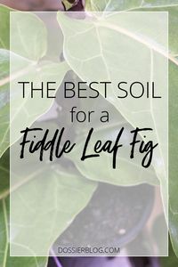 Guide to Fiddle Leaf Fig Soil & Repotting - Dossier Blog