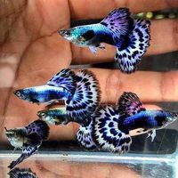 Purple mosaic guppy - Fish