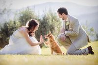 Cutest Dog wedding photo ever?   Wedding Photography by Andrea Cittadini Photography