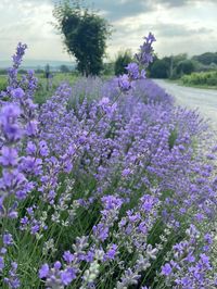 #lavender#pirple#purple#flowers#aestetic#love#summer#road