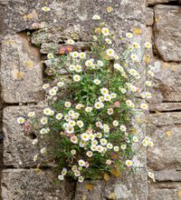 Erigeron karvinskianus 'Profusion'