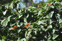 Geiger Tree - Cordia Sebestena