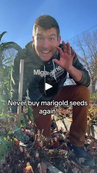 468K views · 23K reactions | Never buy marigold seeds again. These are some of the easiest plants to save seeds from ever! | By MIgardenerFacebook