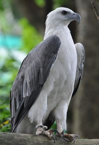 White-bellied Sea Eagle