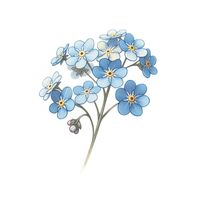 This flower drawing of forget-me-nots showcases the small, enchanting blue flowers with their contrasting centers. It's a delicate piece that captures the ethereal beauty of these blooms, making it a splendid choice for botanical art lovers.