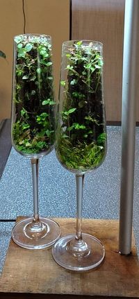 Indoors Plants You Can Grow in Wine Glasses