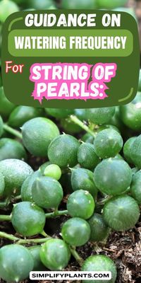 "Discover the best watering frequency for string of pearls plants with our expert guidance. Learn how to keep your succulent thriving with proper watering techniques. Get tips on maintaining the ideal moisture level to promote healthy growth and prevent overwatering. Find everything you need to know about watering your string of pearls plant for a beautiful and flourishing display."