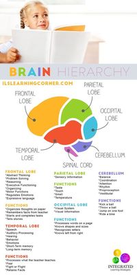 Brain Hierarchy: When Your Child's Lower Brain Levels Are Weak, they Can’t Learn | ilslearningcorner.com