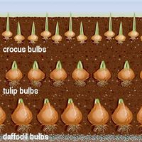 For sequential waves of flowers, plant a "bulb sandwich" layering crocus, tulip and daffodil bulbs in the same hole