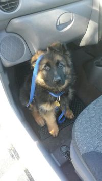 Baby German Shepherd.