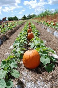 Secrets for growing pumpkins in your garden