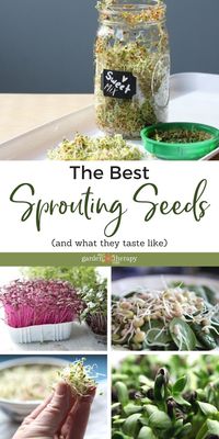 The Best Sprouts to Eat and How to Grow Them from Seed