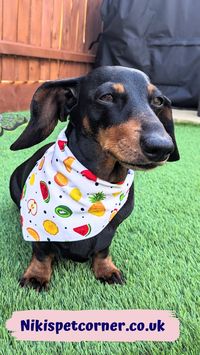 Lots of different bandana designs with the option to personalise in your chosen font and colour. Suitable for all size dogs, available XSmall - XLarge Easy to use: just slip it over your dog's collar and they are ready to go. Visit our website to see all the options: Nikispetcorner.co.uk #personalized #dogbandana #petbandana #summerbandana