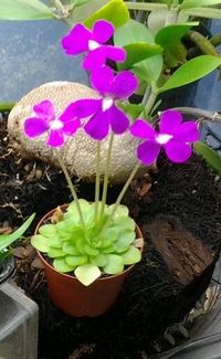 Pinguicula moranensis!