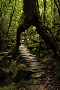 Moss Forest in Yakushima, Kagoshima, Japan