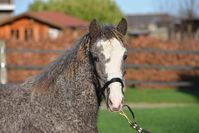 Bashkir Curly