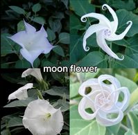 moon flower :3