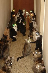 Lazer Cats