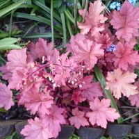 Heuchera 'Penelope'