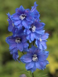 Staudenfoto zu Delphinium elatum New Millennium F1 'Sunny Skies' (Hoher Rittersporn)