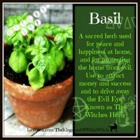 Magical Uses For - Basil