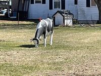 Holstein Cow Statue. Ludlow, Massachusetts. On Route 21. Paul Chandler March 2021.