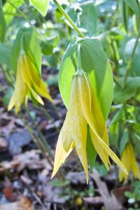 Large flowered bellwort (Uvularia grandiflora) is a beautiful, medium-size…