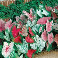 PRICES MAY VARY. STUNNING COLOR CALADIUM: Fancy coloration really stands out. Great for landscaping, garden or container growing. Caladiums are popular and very easy to grow. UNIQUE PLANTS: Turn heads with this fast grower. Stunning color, grows great in container or garden setting GROWING TIPS: Plant after the last freeze. Caladiums love heat and will grow and germiante better in over 75 degree soil temps. Perennial; Grows up to 50-60 Inches