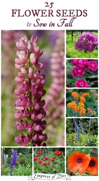 25 Flower seeds to sow in fall