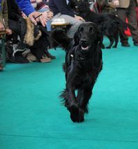 Flat coated Retriever from Just Add Water Kennels