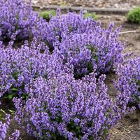 'Cat's Pajamas' - Catmint - Nepeta hybrid | Proven Winners