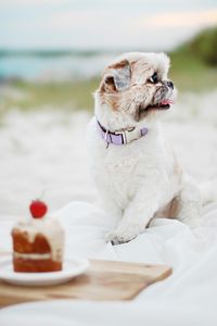 The Best Dog Birthday Cake Recipe - Coco’s Birthday Weekend