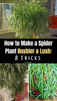 How to Make a Spider Plant Bushier & Lush: 8 Tricks