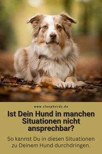 Hund in bestimmten Situationen nicht ansprechbar? Das ist der Grund! Erfahre, wie Du zu ihm durchdringen und ihm helfen kannst.