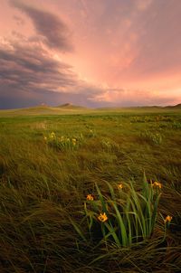 This is the Nebraska I love!  Yellow irises at Agate Fossil Beds National Monument, Nebraska - by Michael Forsberg