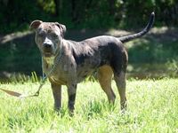 Catahoula Bulldog