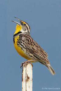 Sturnella magna: A beautiful medium-sized songbird that nests on the ground in open grasslands across central and eastern North America.