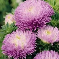 Callistephus chinensis (China Aster)