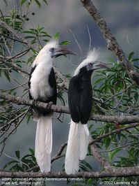 White-crowned hornbill, Malaysia