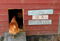 Chicken coop sign