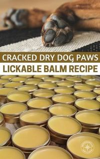 Cracked Dry Dog Paws Lickable Balm Recipe - Remember our dogs are domesticated. They are charming little beasts but to be honest they are soft. They are not wolves and many of them are not prepared to make a trek of miles and miles. You may scoff at this but dogs get out of shape too. They get injured and their little pads get beat up. If you don't have an answer for that you may be left with very few options for Fido. #pawsalve #dogs #dogowner #dogcare #petcare #allnatural #diy #frugal  Cracked