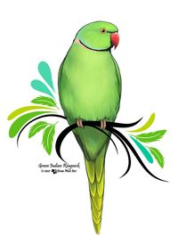 A green Indian Ringneck Parrot. This is my own original design! You can purchase it and many other designs on the link here. Mugs, t-shirts, stickers, posters, etc.. #greenindianringneck #IndianRingneck #indianRingneckParrots #indian #ringneck #parrots #parrot #bird #parakeet #birds #prettybird