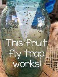 This fruit fly trap really works! Check out all the fruit flies it caught in no time. No need for an expensive gadget, this Mason jar idea is amazing! Homeroad.net