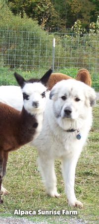 ALPACA CRIA AND A GREAT PYRENEES GUARD DOG. Alpaca Sunrise Farm is a full-service Alpaca farm since 1998 • Alpaca sales • breeding • boarding • Alpaca raw fiber, yarn, roving sales for knitters, crocheters, weavers and fiber artists. www.AlpacaSunrise.com #alpaca #alpacas