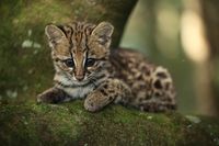 https://flic.kr/p/gHHdRX | Filhote de gato-do-mato - Leopardus tigrinus | Não é a coisa mais fofa do mundo este filhote de gato-do-mato? Essa espécie, de nome científico Leopardus tigrinus, é a menor entre os felinos silvestres encontrados no Brasil.  Acompanhe a Fundação Grupo Boticário no Instagram: instagram.com/p/fir5qBpxFC/  Foto: Fábio Colombini