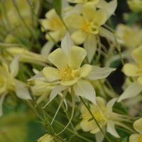 "This selection produces clusters of large 3\" blossoms in shades of light primrose yellow. Aquilegia is especially lovely when allowed to naturalize in shady, woodland borders. They also have excellent potential as cut flowers, lasting up to 2 weeks in a vase. Super healthy Plant once for years of enjoyment"