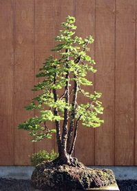 Michael Hagedorn's ezo spruce