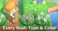 Bush Types & Colors List + Blooming Season Dates Guide for Animal Crossing: New Horizons