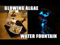 ▶ Glowing Algae Water Fountain - YouTube  Pyrocystis fusiformi. Bioluminescencent dinoflagellates   http://empco.org/edu/index.php/bioluminescent-algae/pyrocystis-fusiformis.html