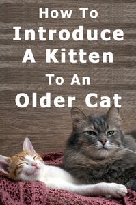 How To Introduce A Kitten To An Older Cat